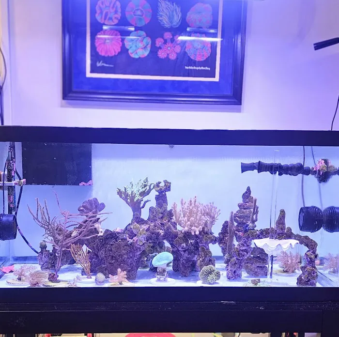 Beantown Reefers Picture 8