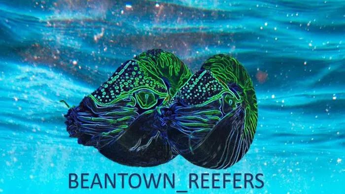 Beantown Reefers Picture 1