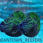 Beantown Reefers
