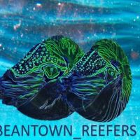 Beantown Reefers ico