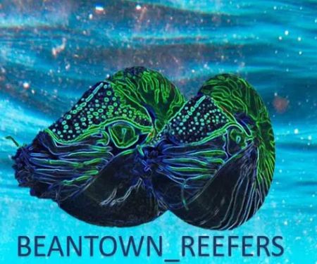 Beantown Reefers