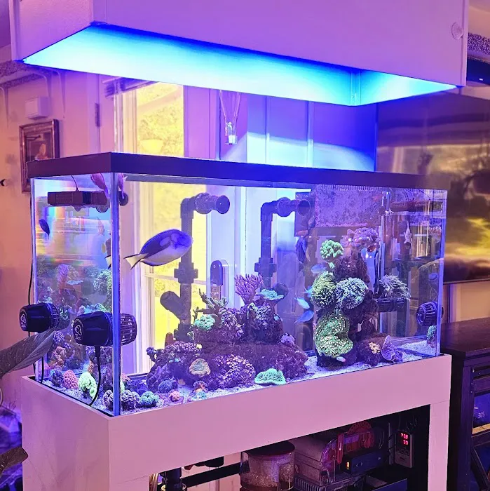 Beantown Reefers Picture 5