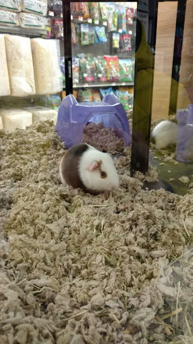 Petco Picture 5