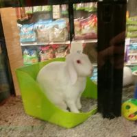Petco ico