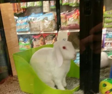 Petco