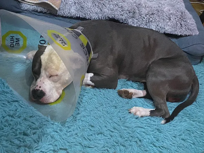 Bay Street Animal Hospital Picture 4