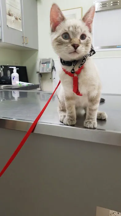 Bay Street Animal Hospital Picture 3