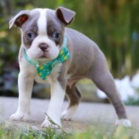 Boston Terrier Puppies Rescure ico