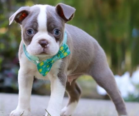 Boston Terrier Puppies Rescure