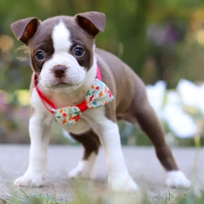 Boston Terrier Puppies Rescure Picture 2