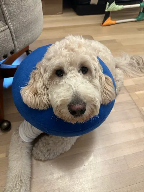 My Vet Corp Picture 2