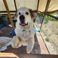 My Vet Corp ico