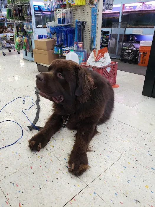 Pet Shop Picture 9