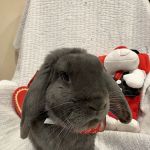 North Fork Animal Hospital