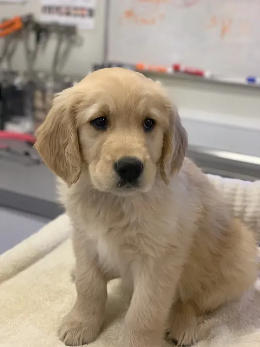 Sandy Paws Veterinary Clinic - Dr Molly Miosek Picture 7