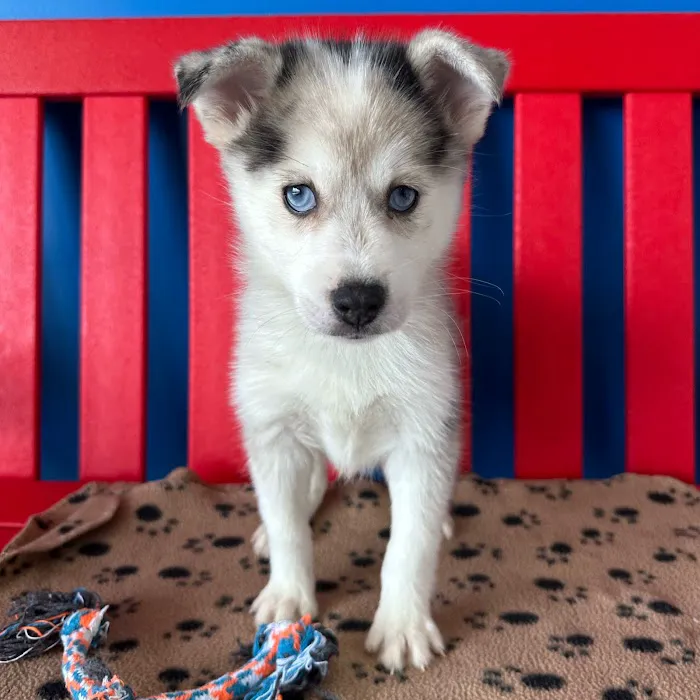 The Puppy Palace Picture 3