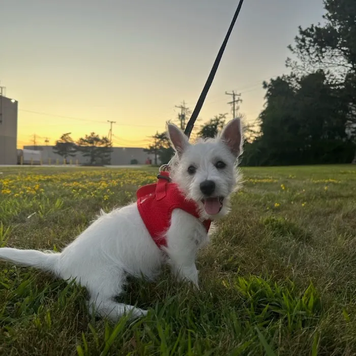 The Puppy Palace Picture 5