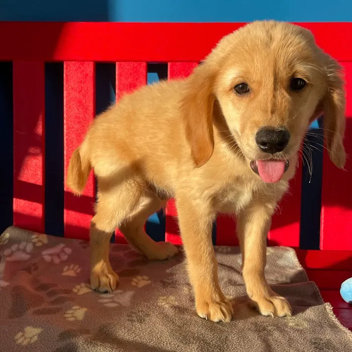 The Puppy Palace Picture 2