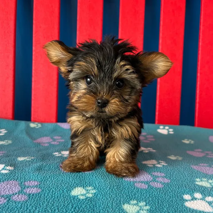 The Puppy Palace Picture 4