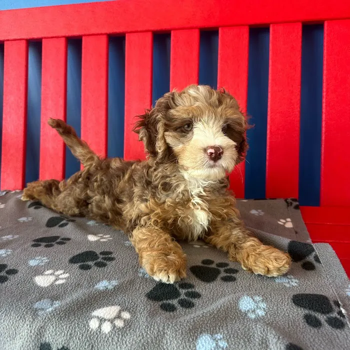 The Puppy Palace Picture 10