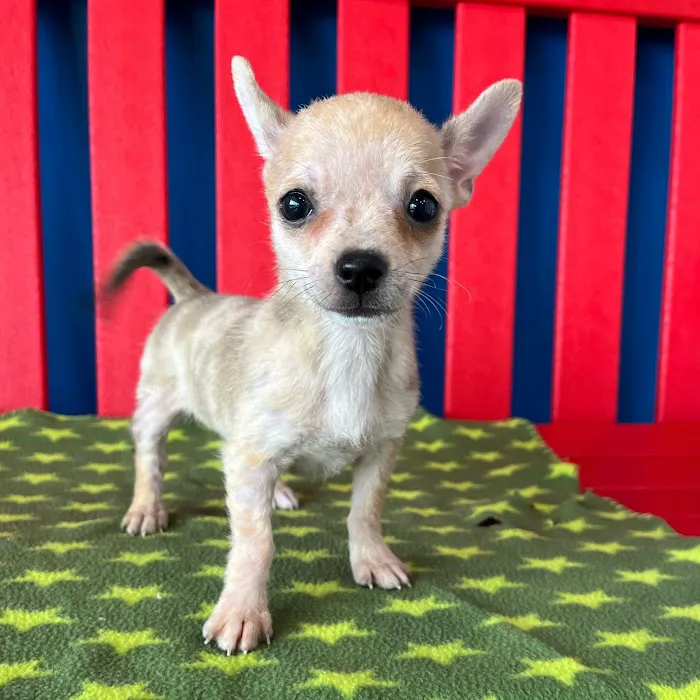 The Puppy Palace Picture 9