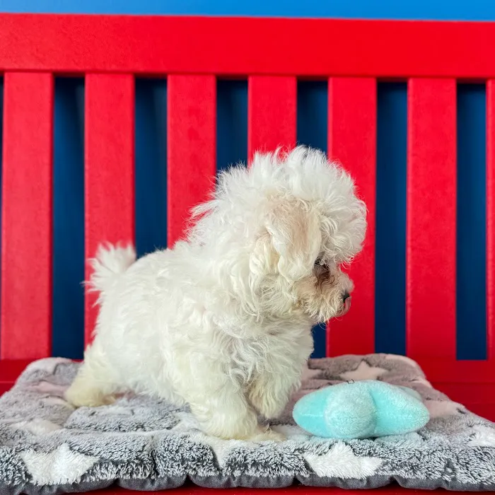 The Puppy Palace Picture 8