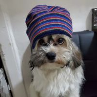 Riverside Veterinary Clinic ico