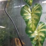 Fish Mike Aquatics
