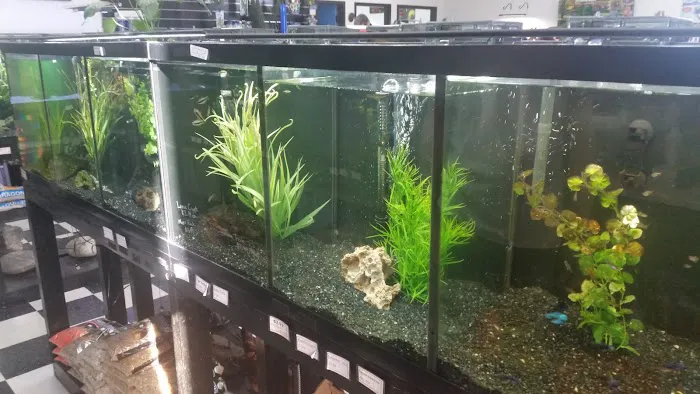Fish Mike Aquatics Picture 9