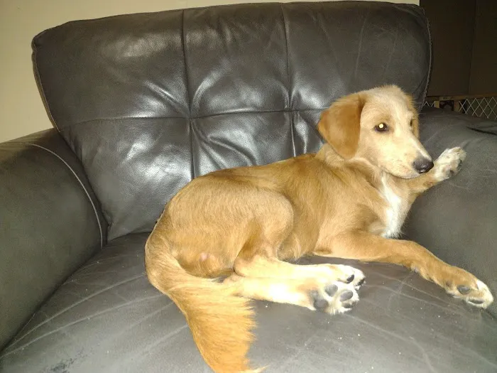 Community Veterinary Medicine Picture 1