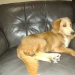 Community Veterinary Medicine