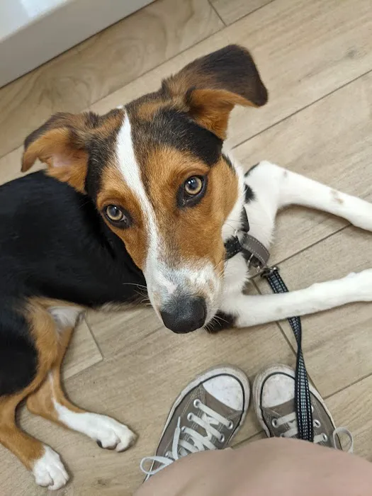 Community Veterinary Medicine Picture 2