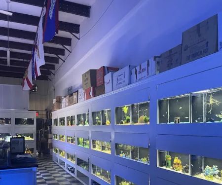 The Aquarium Gallery