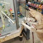 Petco
