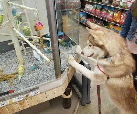 Petco