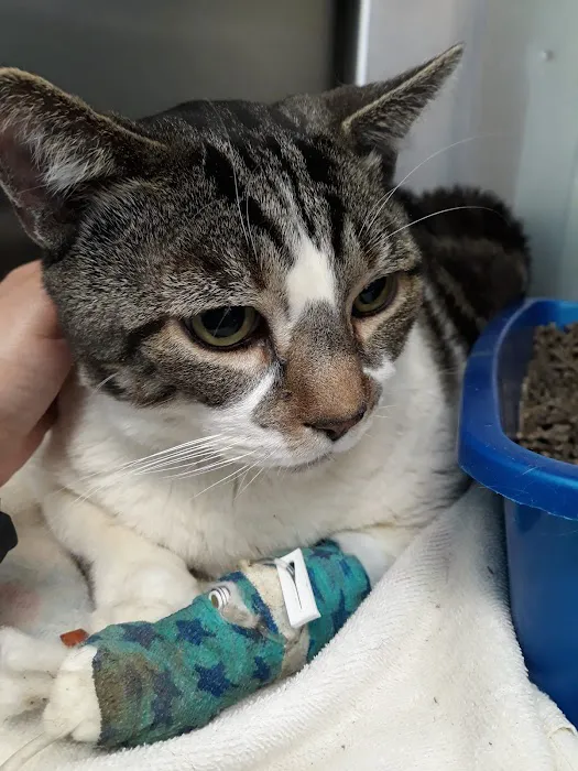 Harlem Animal Hospital Picture 4