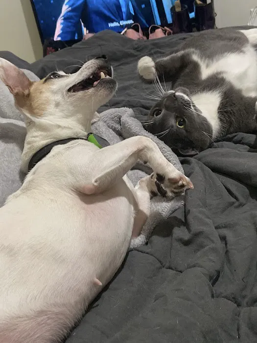Harlem Animal Hospital Picture 7
