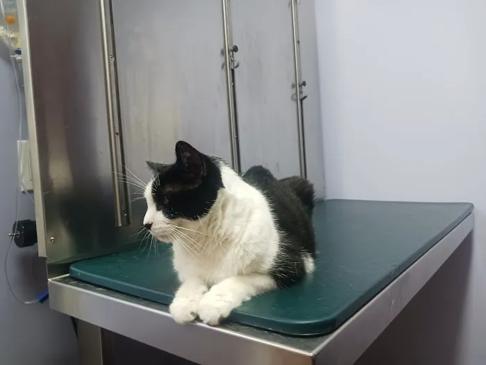 Harlem Animal Hospital Picture 10
