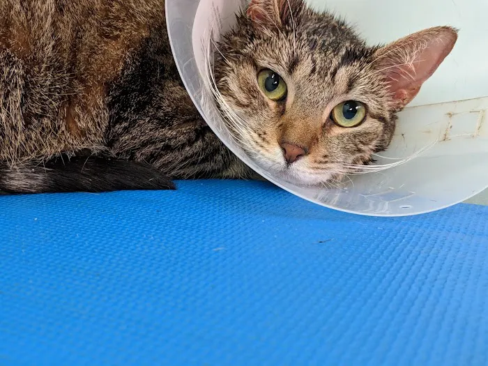 Harlem Animal Hospital Picture 2