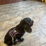Harlem Animal Hospital