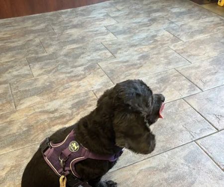 Harlem Animal Hospital