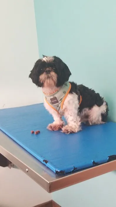 Harlem Animal Hospital Picture 3