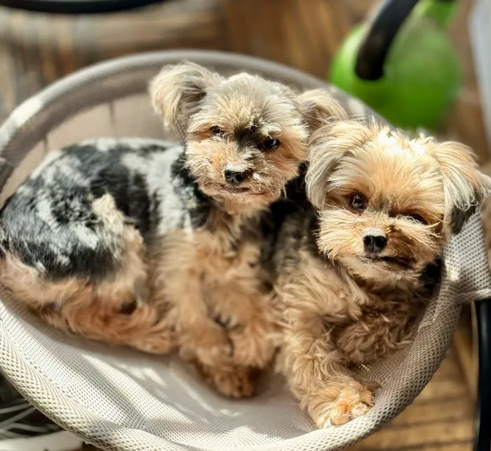 Harlem Animal Hospital Picture 6