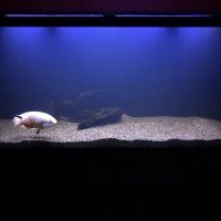 Jay's Aquatics ico
