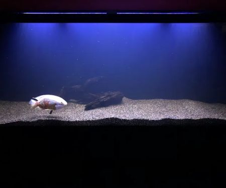 Jay's Aquatics