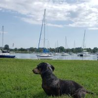 Pelham Animal Hospital ico