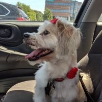 The Dirty Doodle ico