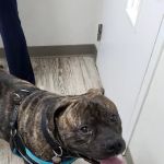 Manor Veterinary Clinic