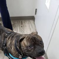 Manor Veterinary Clinic ico