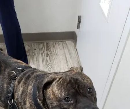 Manor Veterinary Clinic